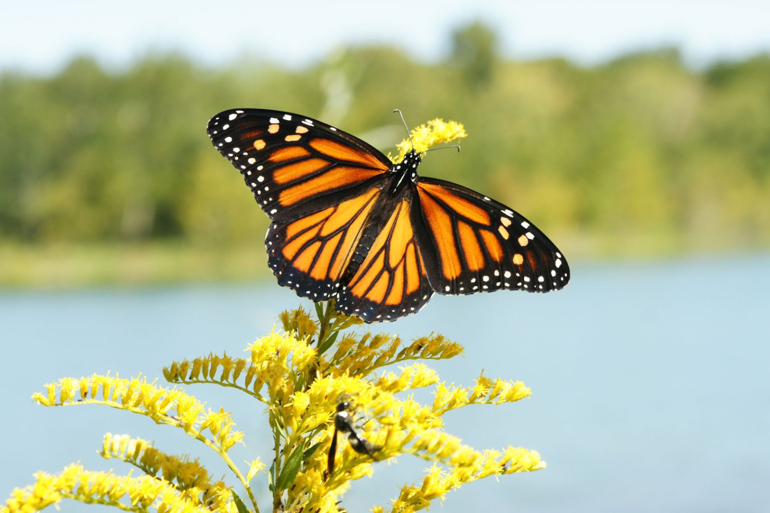 Butterfly Weekend - Metro Parks - Central Ohio Park System