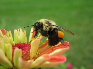 Bee on flower by Jen Snyder