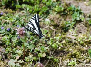 Zebra swallowtail by Alli Shaw
