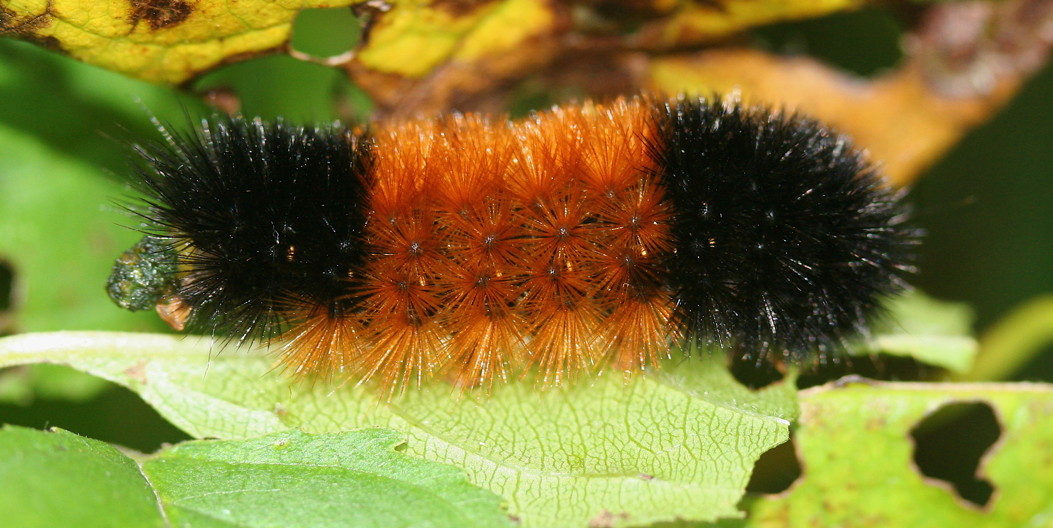 Large Orange Caterpillar Identification Resenhas De Livros