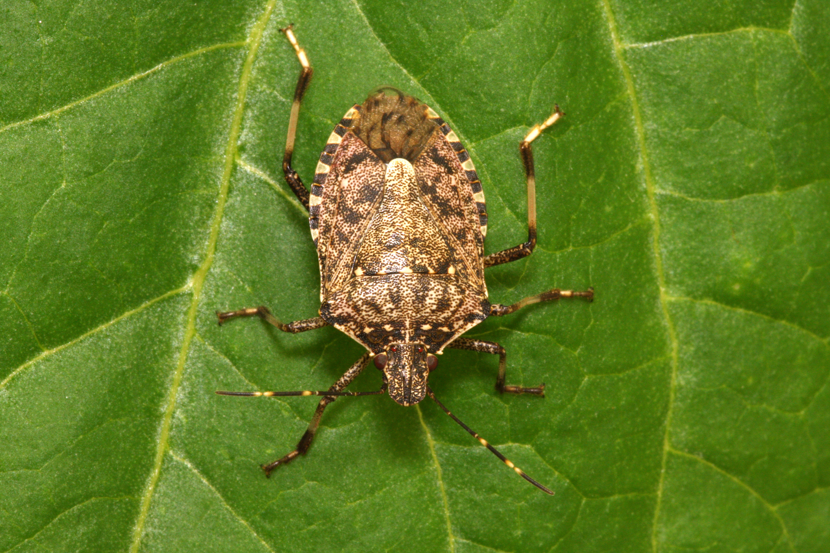 different kinds of stink bugs