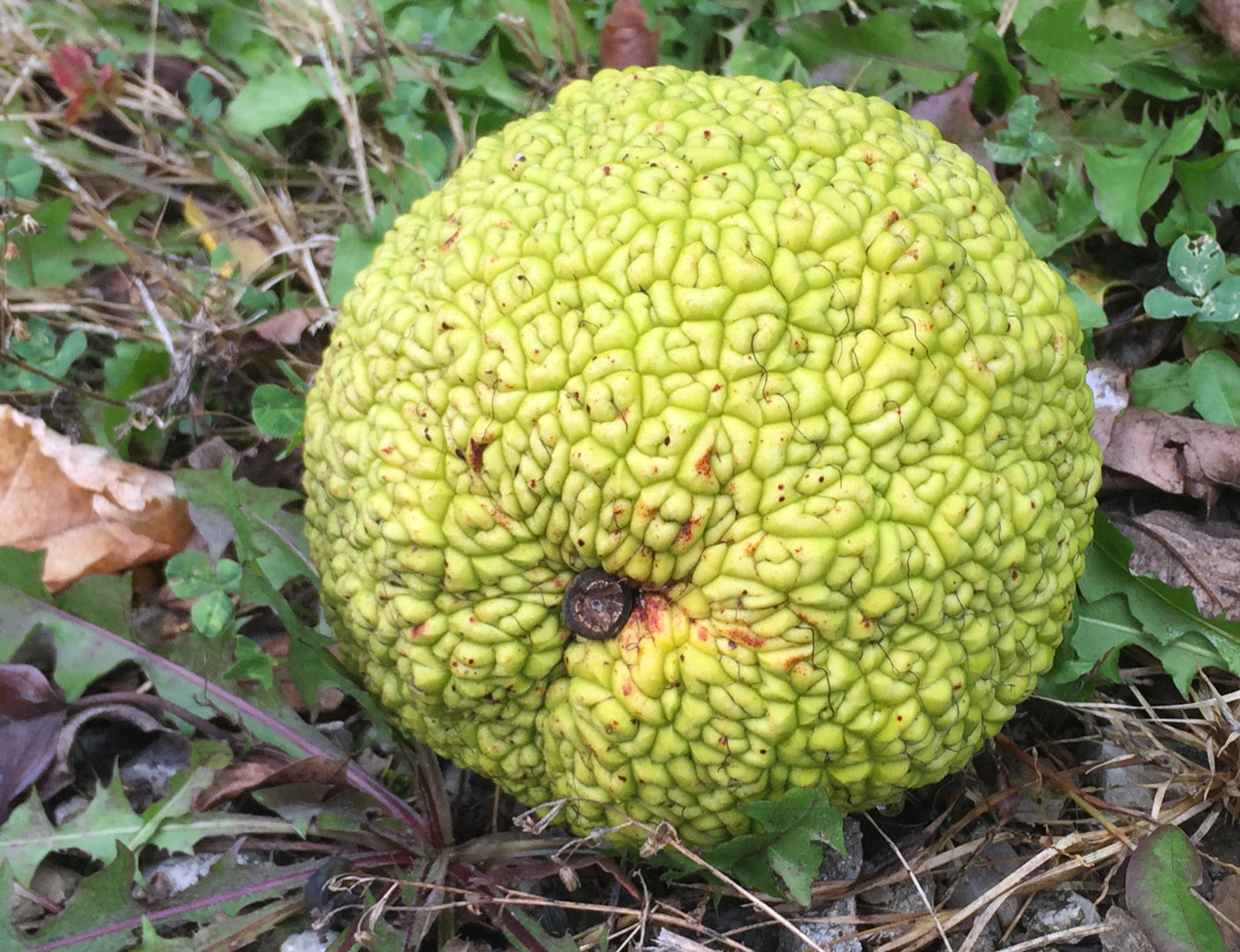 The fruit that looks like a monkey brain - Metro Parks - Central Ohio Park  System