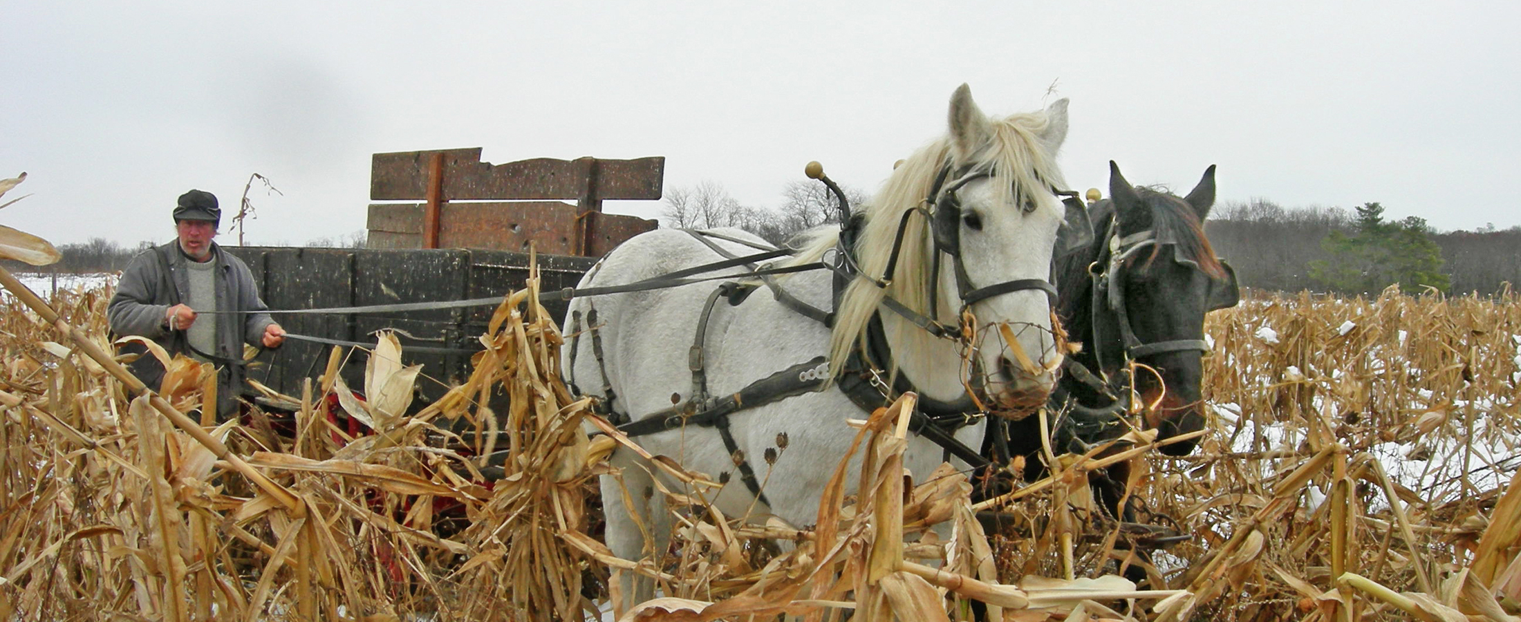 Horses and wagon in the corn fields at Slate Run Living Historical Farm, as staff collect corn for animal feed