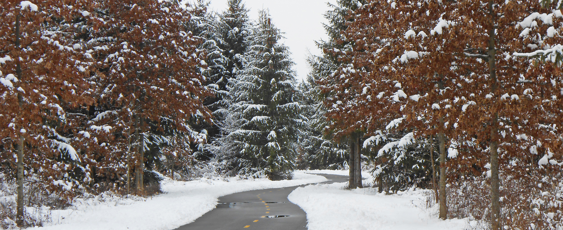 Snowy scene of pines on the Sweetgum Trail at Walnut Woods Metro Park