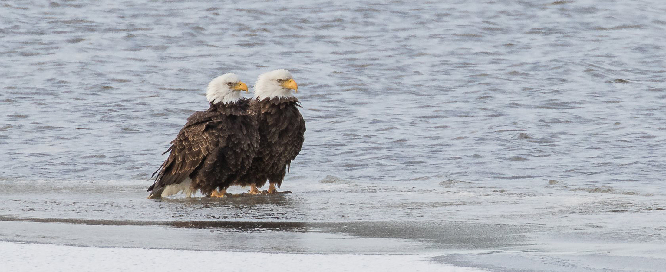 Eagles stand together on ice at edge of wetland