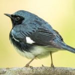 Black-throated blue warbler at Highbanks