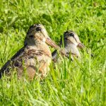 A pair of woodcocks in a field at Highbanks