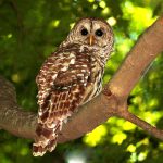 Barred owl at Inniswood