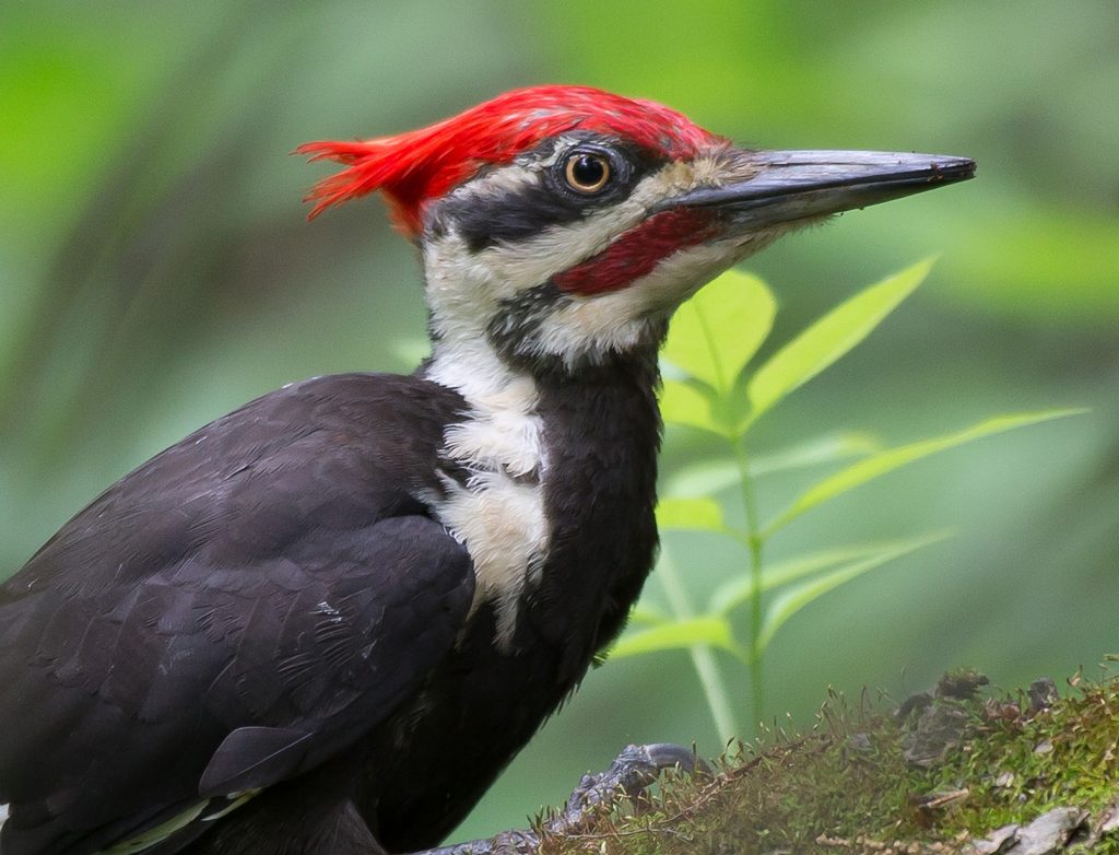 Take a walk on the wild side this summer - Metro Parks - Central Ohio ...