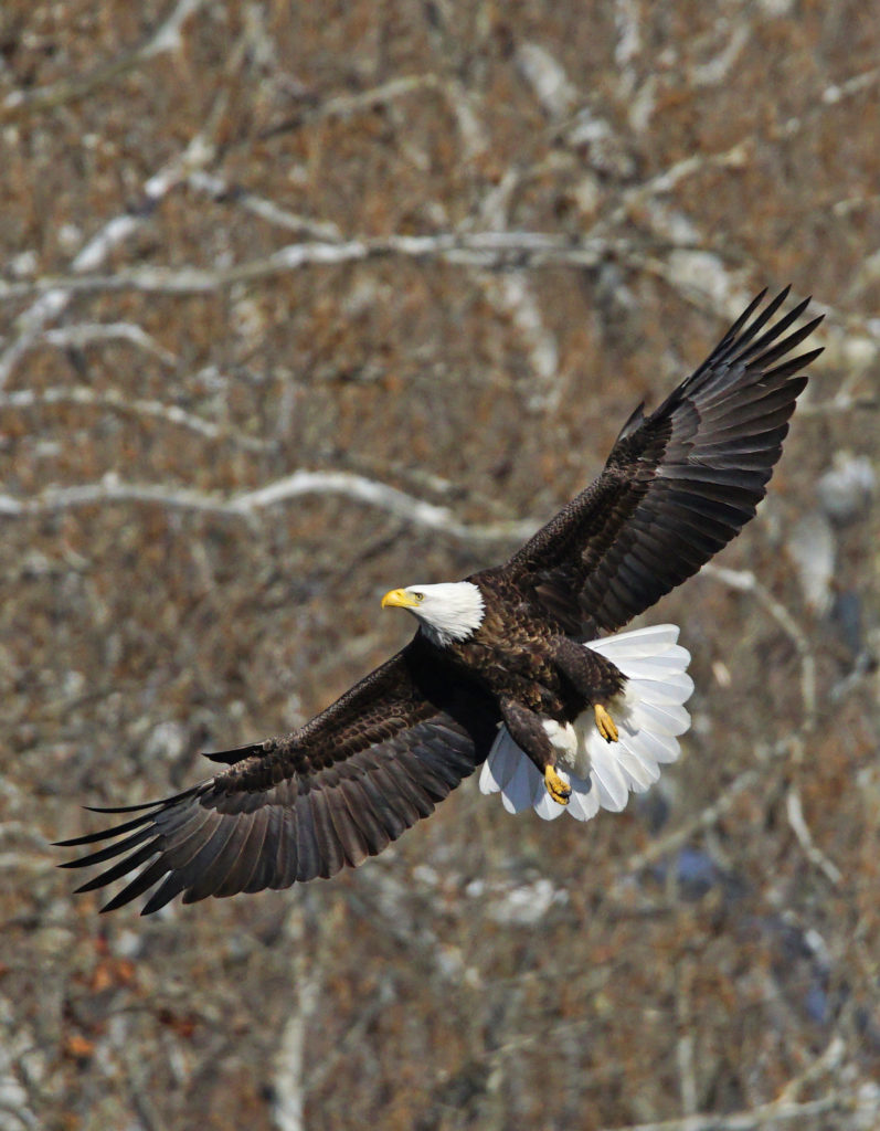 Metro Parks Are A Welcome Home For Bald Eagles - Metro Parks - Central ...