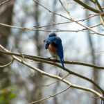 Bluebird at Highbanks Metro Park