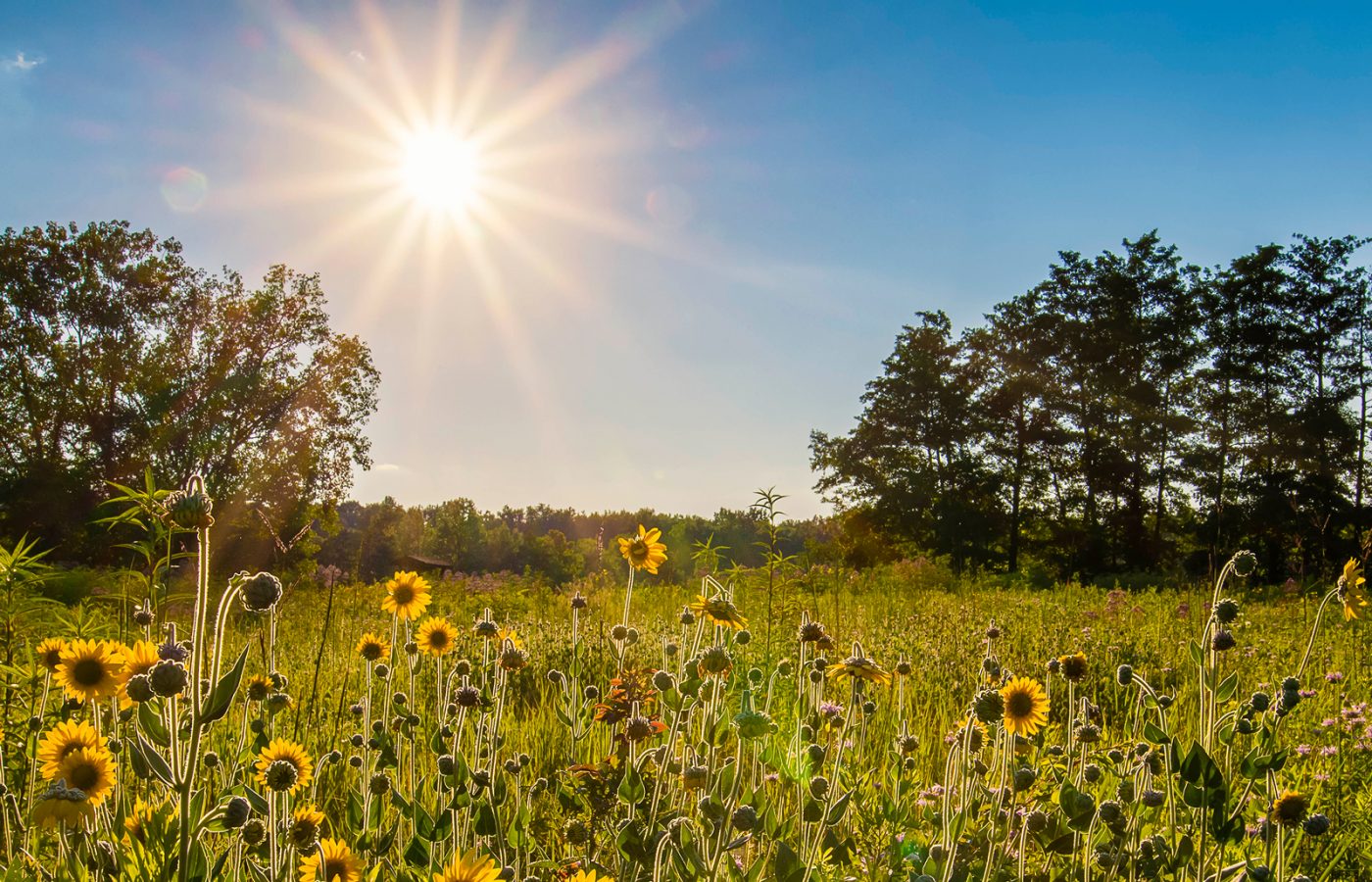 Sunburst and sunflowers at Sharon Woods Metro Park