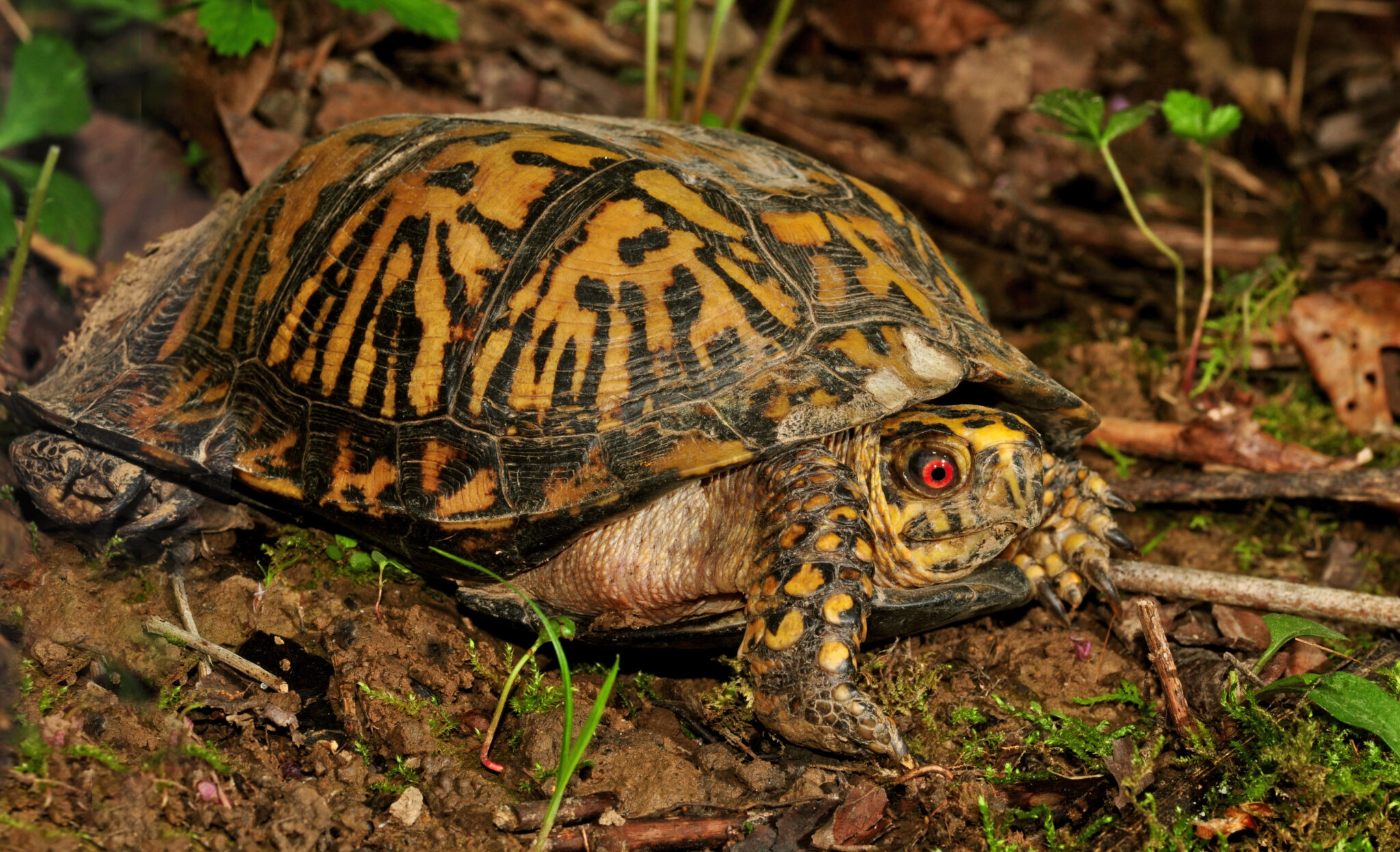 A happy ending for box turtles - Metro Parks - Central Ohio Park System