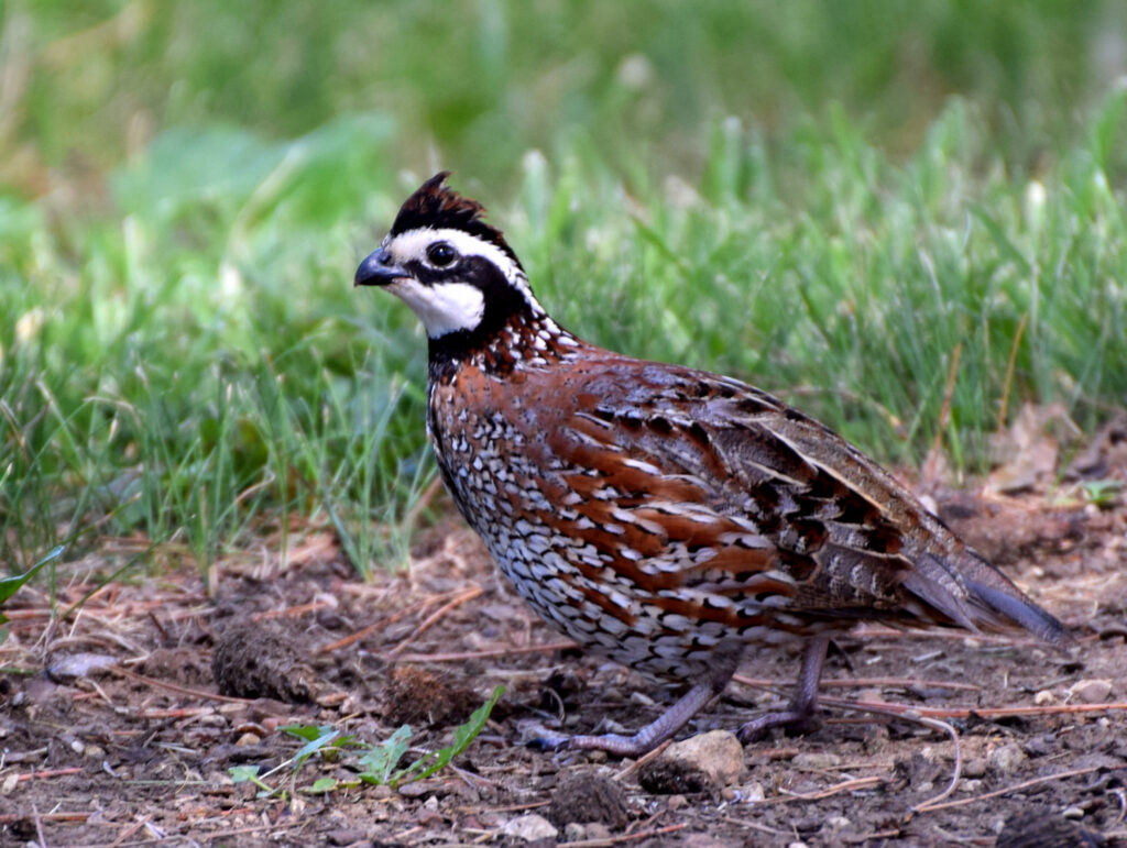 Metro Parks answers the fading call of the bobwhite quail - Metro Parks ...