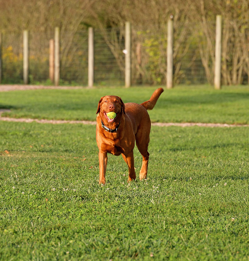 Dog with Tennis Ball in Park by Mindi McConnell