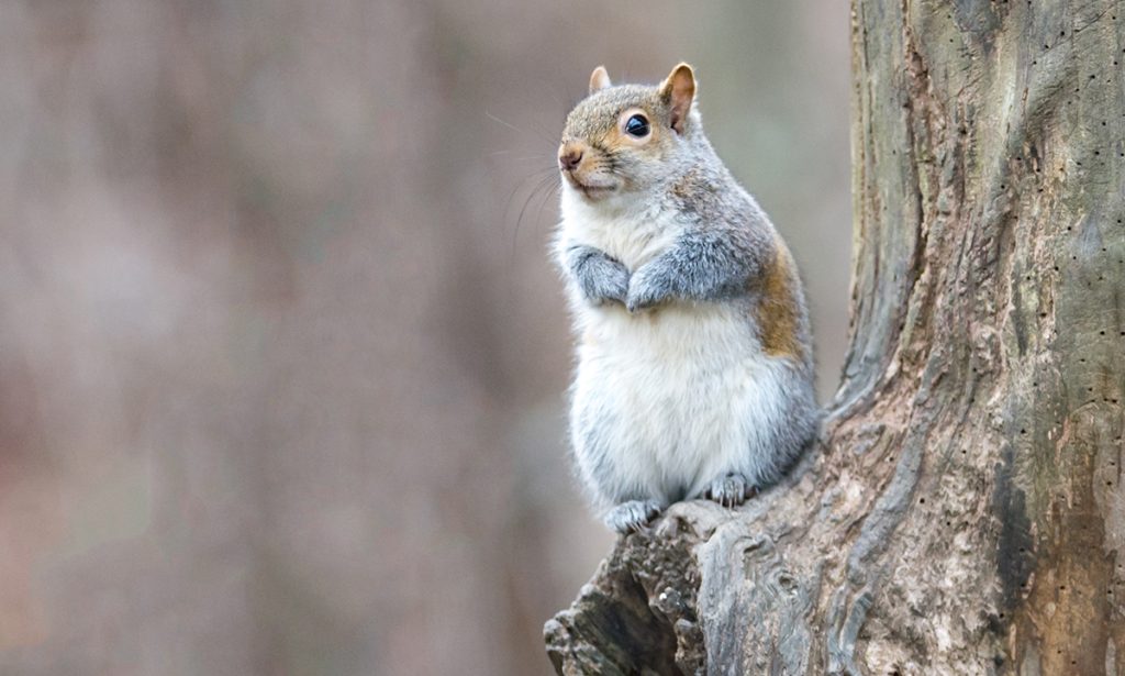 Squirrel Fantasia - Metro Parks - Central Ohio Park System