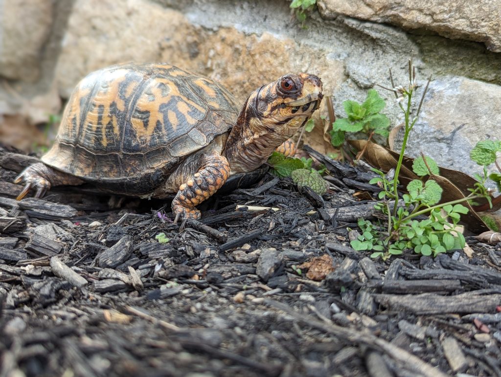 Drop In: Meet the Turtles - Metro Parks - Central Ohio Park System