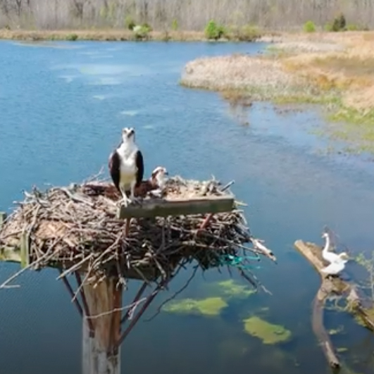 May is American wetlands month