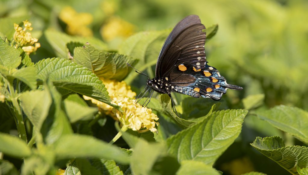 From egg to adult: the pipevine swallowtail