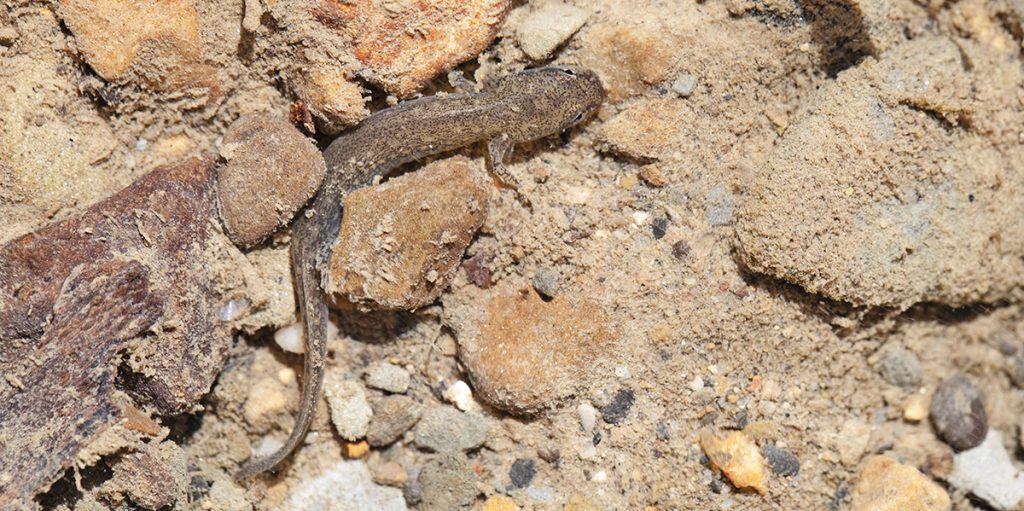 From egg to adult: Two-lined salamander