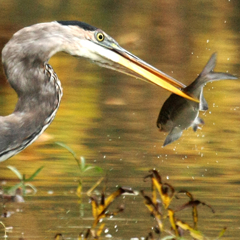 How to eat fish? Great blue herons have an answer - Metro Parks ...