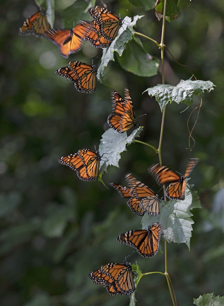 From egg to adult: Monarch butterflies