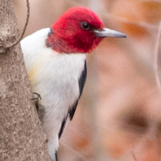 Creature Feature: Conservation of the red-headed woodpecker