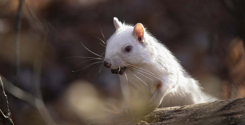 Gray, black, and white squirrels - what's the deal?