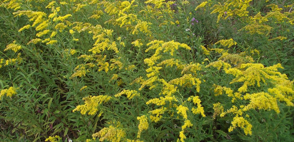 Goldenrods Galore!