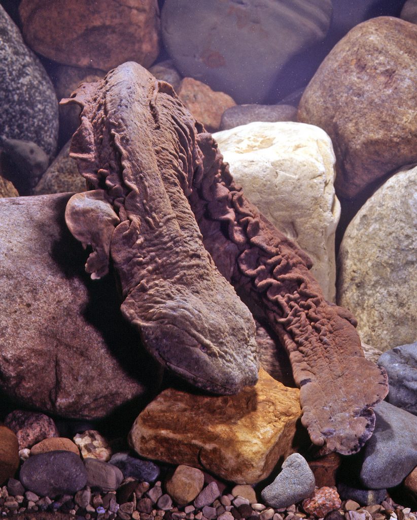 Hellbenders are Real