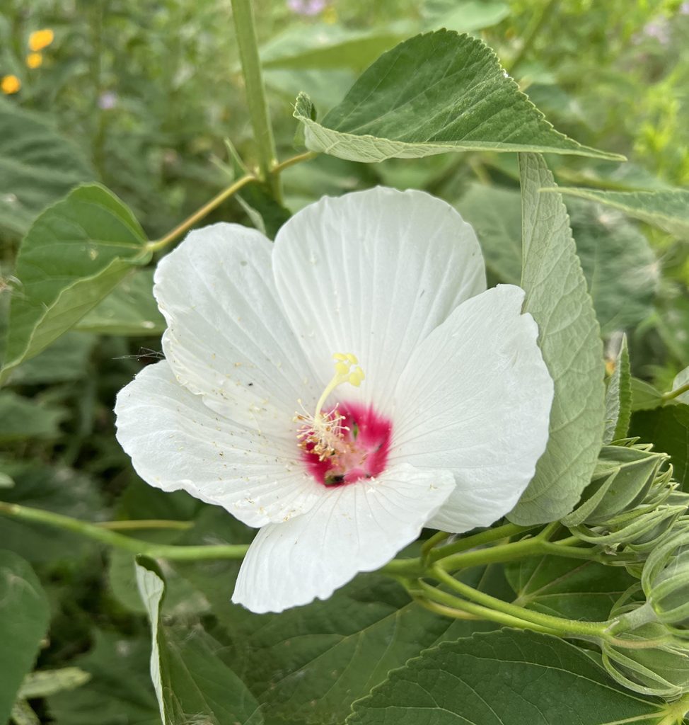 A Win for Native Plants